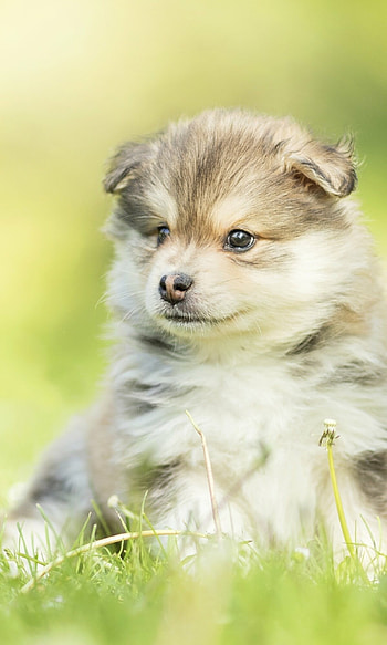 Animal puppy, Innocent eyes, Cute companionship, Lovable charm HD phone wallpaper