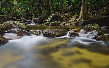 Stream in Autumn Forest, autumn, water, forest, stream HD wallpaper