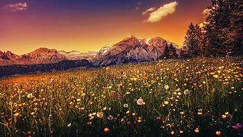 Landscape, plants, mountains, sunset HD wallpaper