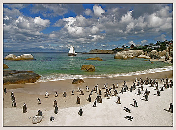 Penguin Santuary, boat, white, sand, black, birds, boulders, santuary, beautiful, sailboat, rocks, beach, waves, penguins, clouds, water HD wallpaper