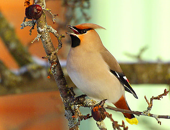 Waxwing, white, black, brown, bird waxwing, branch crest HD wallpaper