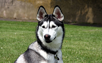 Animals, Dog, Muzzle, Sight, Opinion, Husky, Haska HD wallpaper