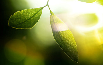 Grass, Leaves, Macro, Glare, Shine, Light HD wallpaper