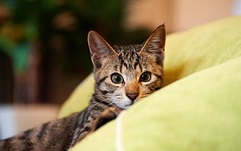 Cat, animal, pussy, kitty, purr HD wallpaper