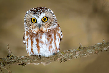 Owl, wings, animal, bird HD wallpaper