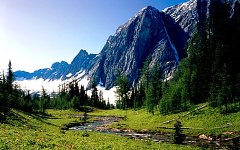 MOUNTAIN STREAM, blossoms, snow, grass, pines, stream, mountain HD wallpaper