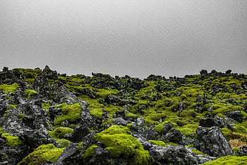 Green moss, landscape, Iceland, nature HD wallpaper