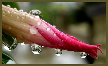 raindrops, pink, bud, flower HD wallpaper