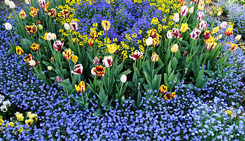 Flowers, Tulips, Pattern, Flower Bed, Flowerbed, Small, Different HD wallpaper