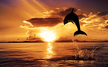 dolphin jumping in sunset - Dolphin Sunset HD wallpaper