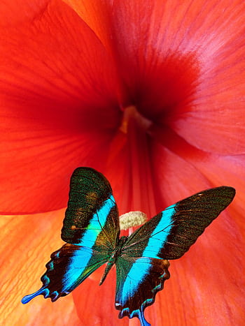 A striking of a blue and black butterfly perched on a vibrant red flower, showcasing nature's beauty. HD phone wallpaper