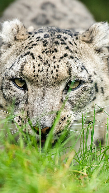 Snow leopard glance , Sony xperia x, Z5 premium HD phone wallpaper