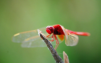 Macro, Sit, Branch, Insect, Dragonfly HD wallpaper