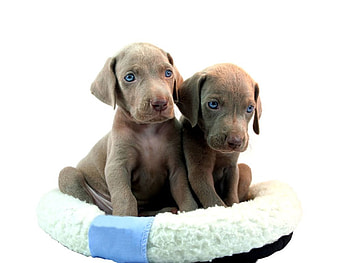 Cute weimaraner puppies, animal, dog, puppy, cute, wirmaraner HD wallpaper