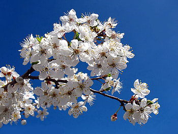 Flowers, Sky, Bloom, Flowering, Branch, Spring, Clear HD wallpaper