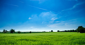 Tranquil rural landscape with lush green field and bright blue sky. HD wallpaper
