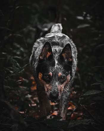 Animals, Dog, Pet, Grey, Sight, Opinion, Animal HD phone wallpaper