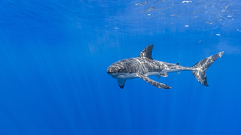 Sharks underwater world, World animals animals, Animals shark animals, Underwater world animals HD wallpaper