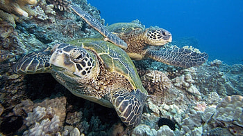 Turtle, Collection of , Diverse species, Reptilian wonders HD wallpaper
