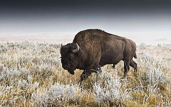 American bison wonder, Bison's pride, Wild frontier, Enduring spirit HD wallpaper