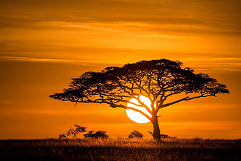 Acacia Tree, Savanna scenery, Breathtaking , Nature's marvel HD wallpaper