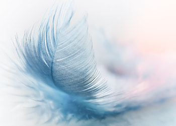 Featherweight Fly Wind Strauss Spring, feather, wing, spring, nature HD wallpaper