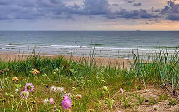 Beach in Latvia, sea, Latvia, clouds, flowers, grass, beach HD wallpaper
