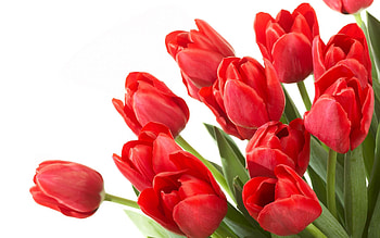 Red flower , Bloom, Blossom, Flower, Red HD wallpaper