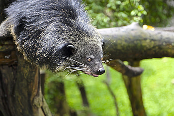 Binturong ideas, Mammals, Wild animals, Nature HD wallpaper
