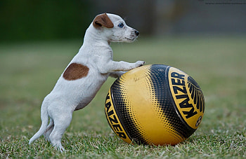 Dog ball, sweet, pay, dogs, puppies, cute, beautiful, beauty, playful, playful dog, puppy, dog face, pretty, animals, face, bubbles, lovely HD wallpaper