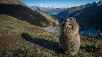 Marmot , Top backgrounds, Cute marmot , Playful creatures HD wallpaper