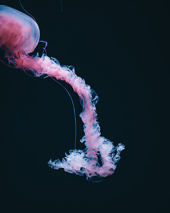 Pink, Jellyfish, Dark HD phone wallpaper