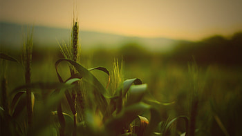 Wheat Spikelets, wheat, nature HD wallpaper