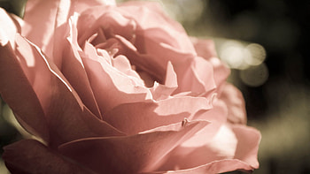Flower, Macro, Rose Flower, Rose, Petals HD wallpaper