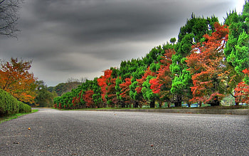 Nature, Trees, Autumn, Road, Alternation HD wallpaper