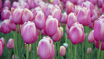 Plants, Flowers, Tulips HD wallpaper