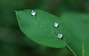 Grass, Drops, Macro, Sheet, Leaf, Dew HD wallpaper