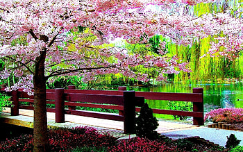 springtime Blossoms, blooming, bridge, water, park, tree HD wallpaper