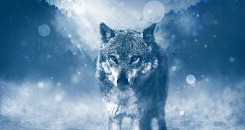 Blue Eyed Wolf, wolf, animals, predator HD wallpaper