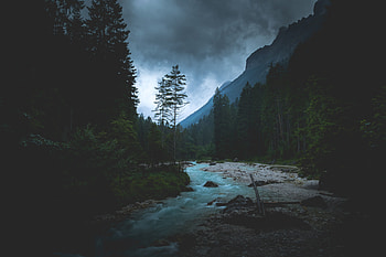 Nature, forest, river, green trees HD wallpaper