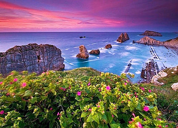 From the cliff, pink, plants, pink and blue sky, fuschia, flowers, cliff, rocks, ocean HD wallpaper