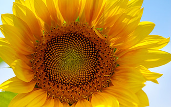 Plants, Flowers, Sunflowers HD wallpaper