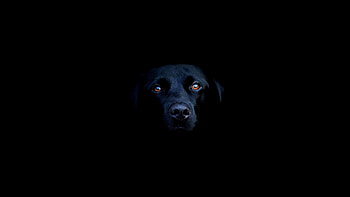 Black Dog HD wallpaper