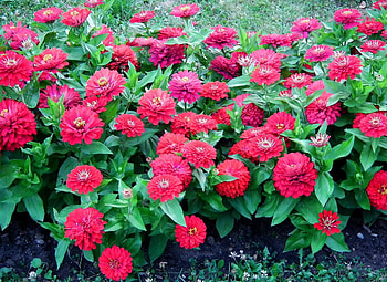 Flowers, Bright, Greens, Flower Bed, Flowerbed, Zinnias, Cincinnati HD wallpaper