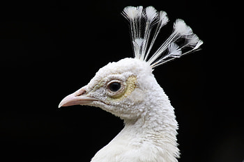 White peacock, black, white, paun, bird, face, peacock, pasari HD wallpaper