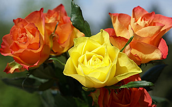 Mixed roses, rose, bouquet, yellow, flower HD wallpaper