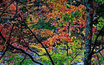 AUTUMN TREES, red, trees, autumn, nature, forest HD wallpaper