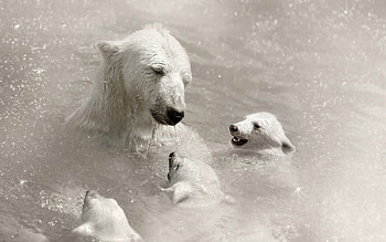 Animals, Water, Young, Care, Cubs, Polar Bears, Bathe HD wallpaper