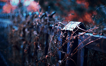Nature, Autumn, Fence, Thicket, Thickets HD wallpaper