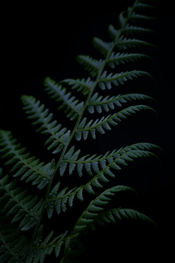 Plant, Dark, Fern, Branch HD phone wallpaper